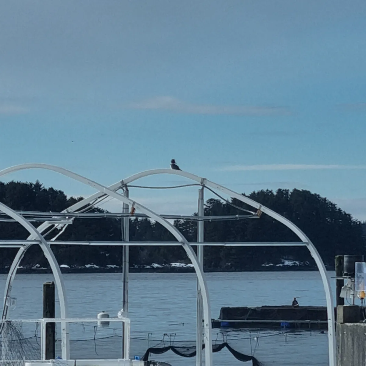 Spotted Belted Kingfisher