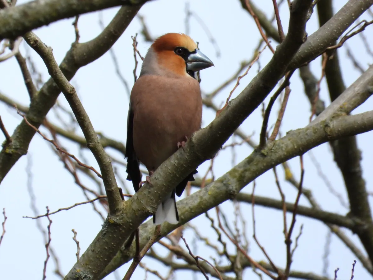 Gespotte Appelvink