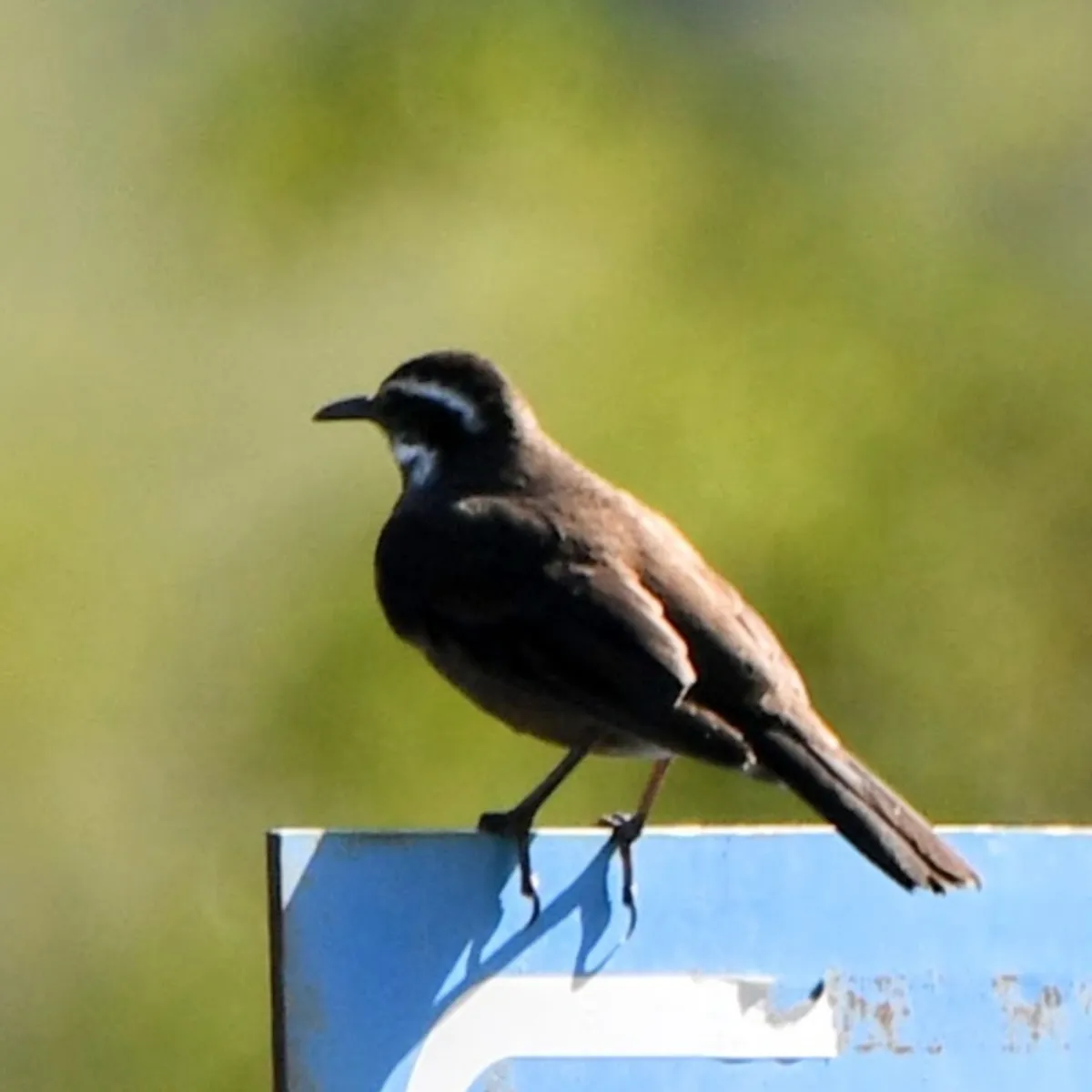 Spotted Dark-bellied Cinclodes