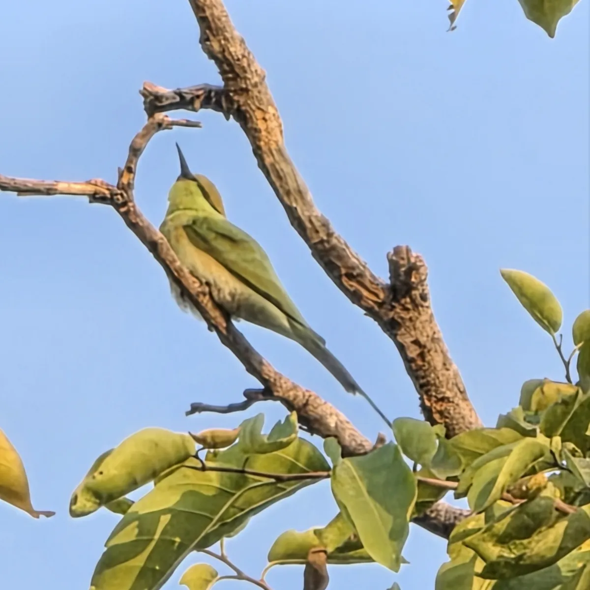 Spotted Asian Green Bee-eater