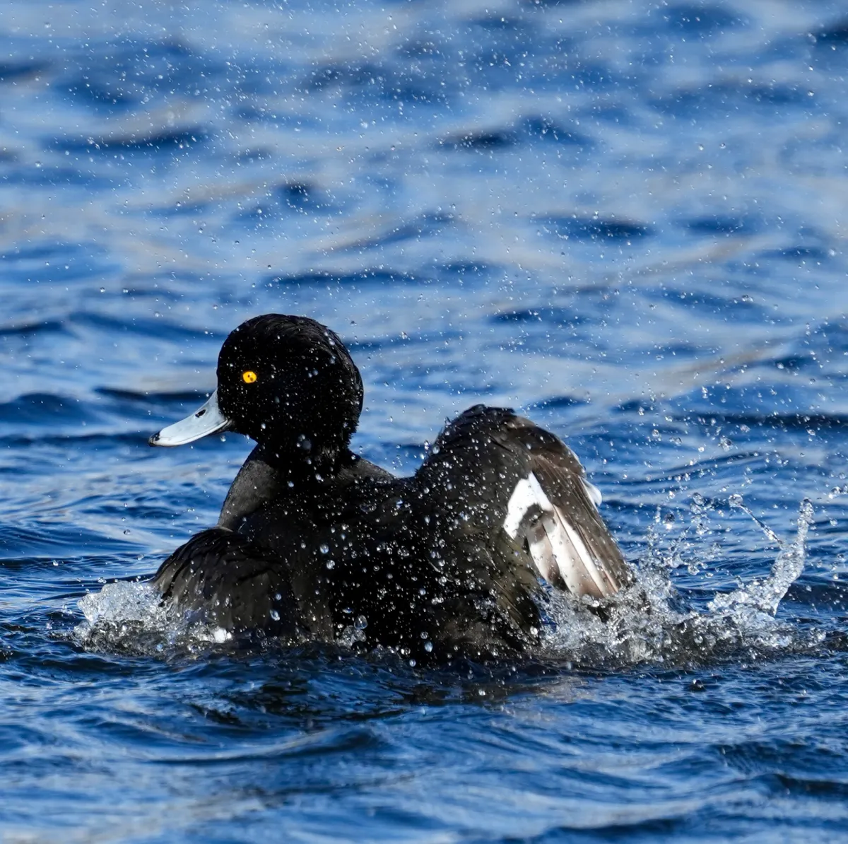 Spotted Tufted Duck