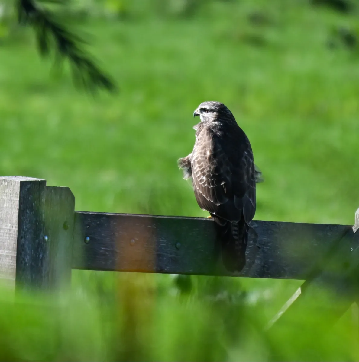 Spotted Common Buzzard
