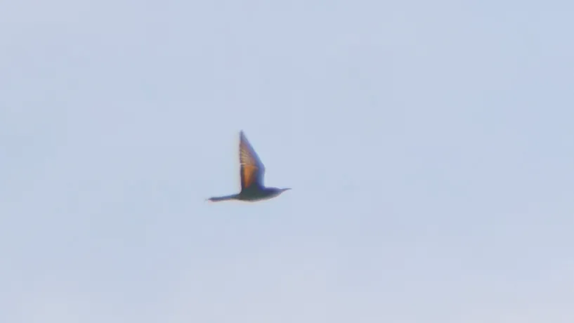 Spotted European Bee-eater