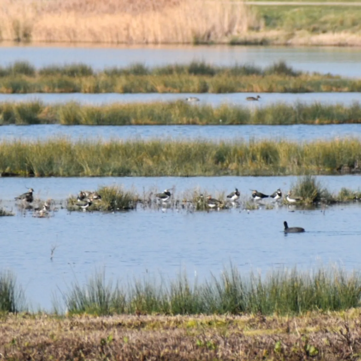 Spotted Northern Lapwing