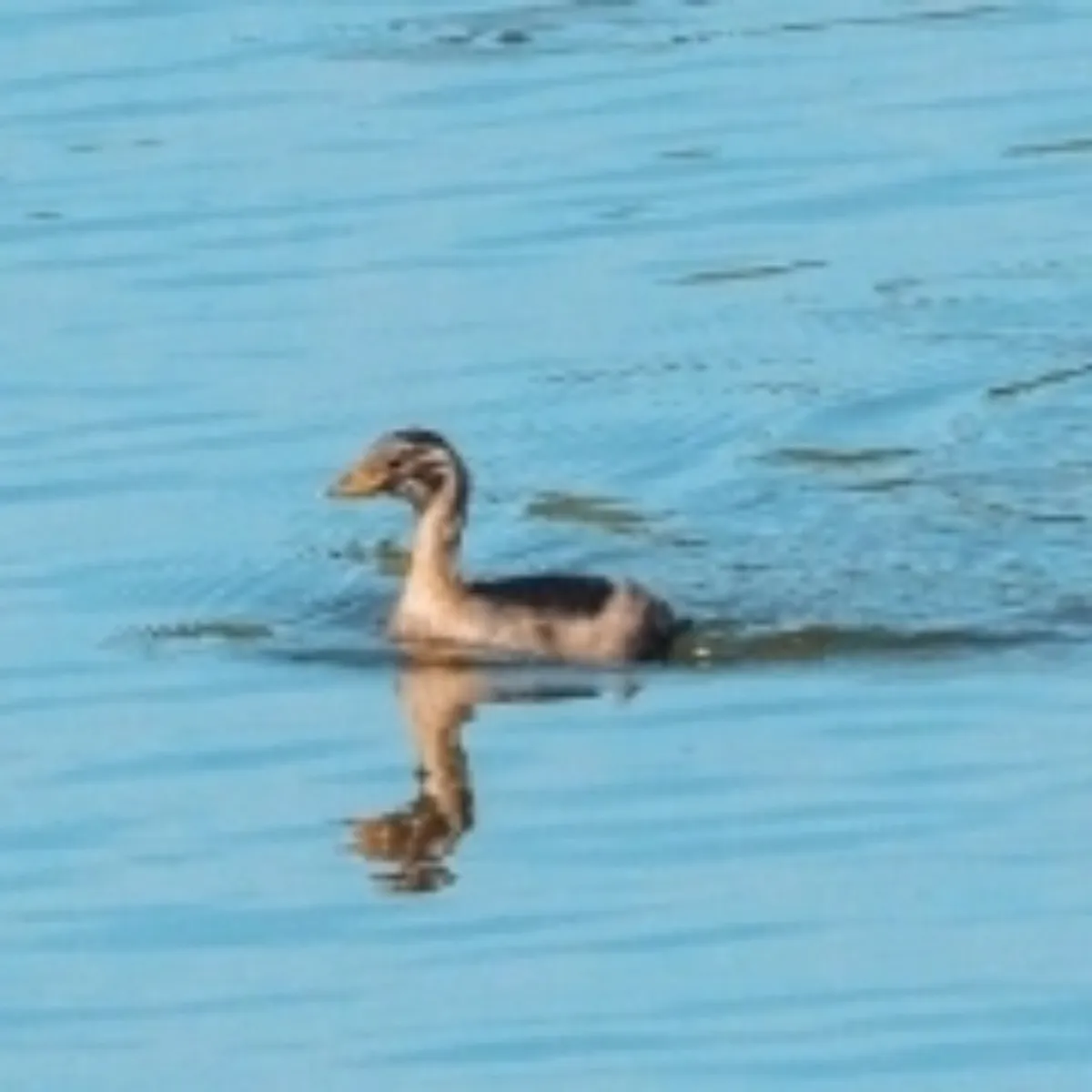 Spotted Little Grebe