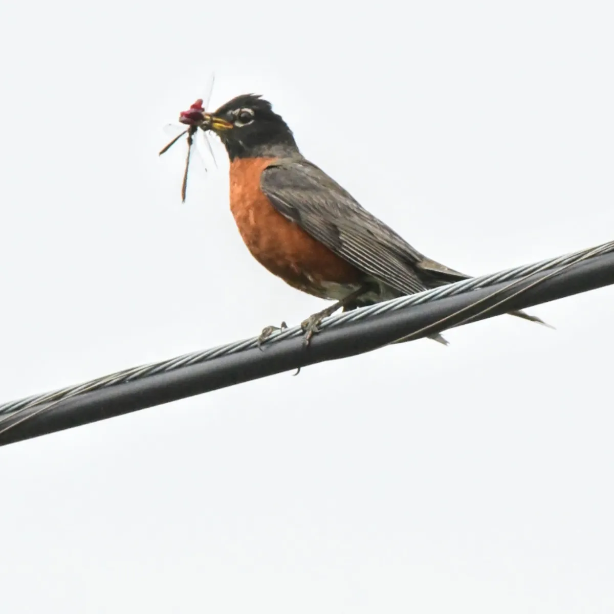 Gespotte Roodborstlijster