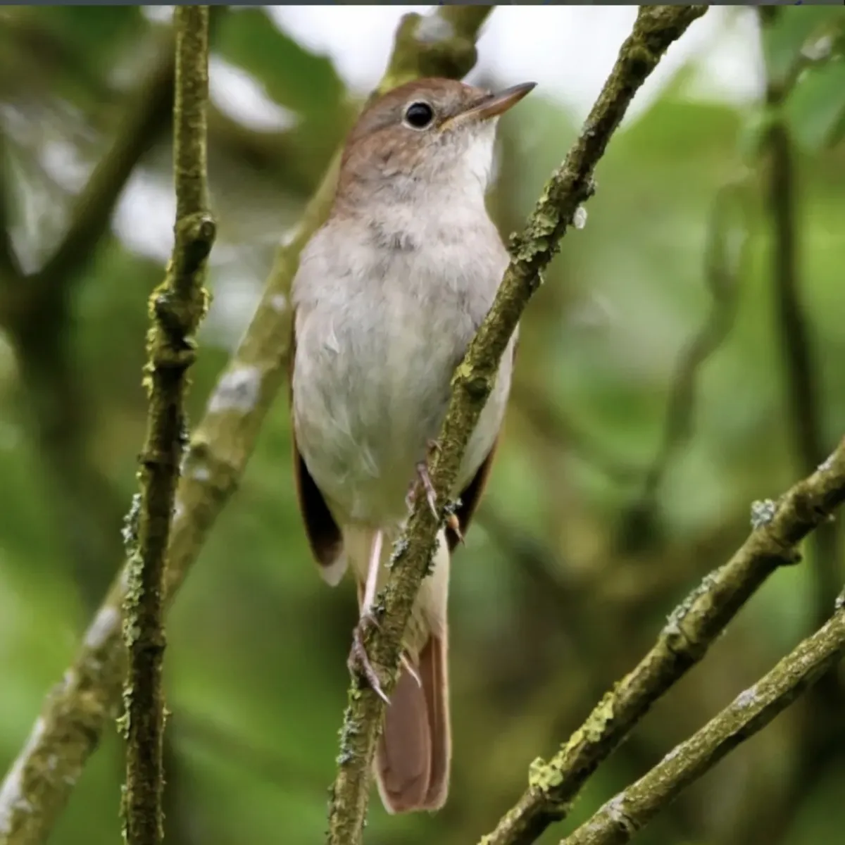 Spotted Common Nightingale