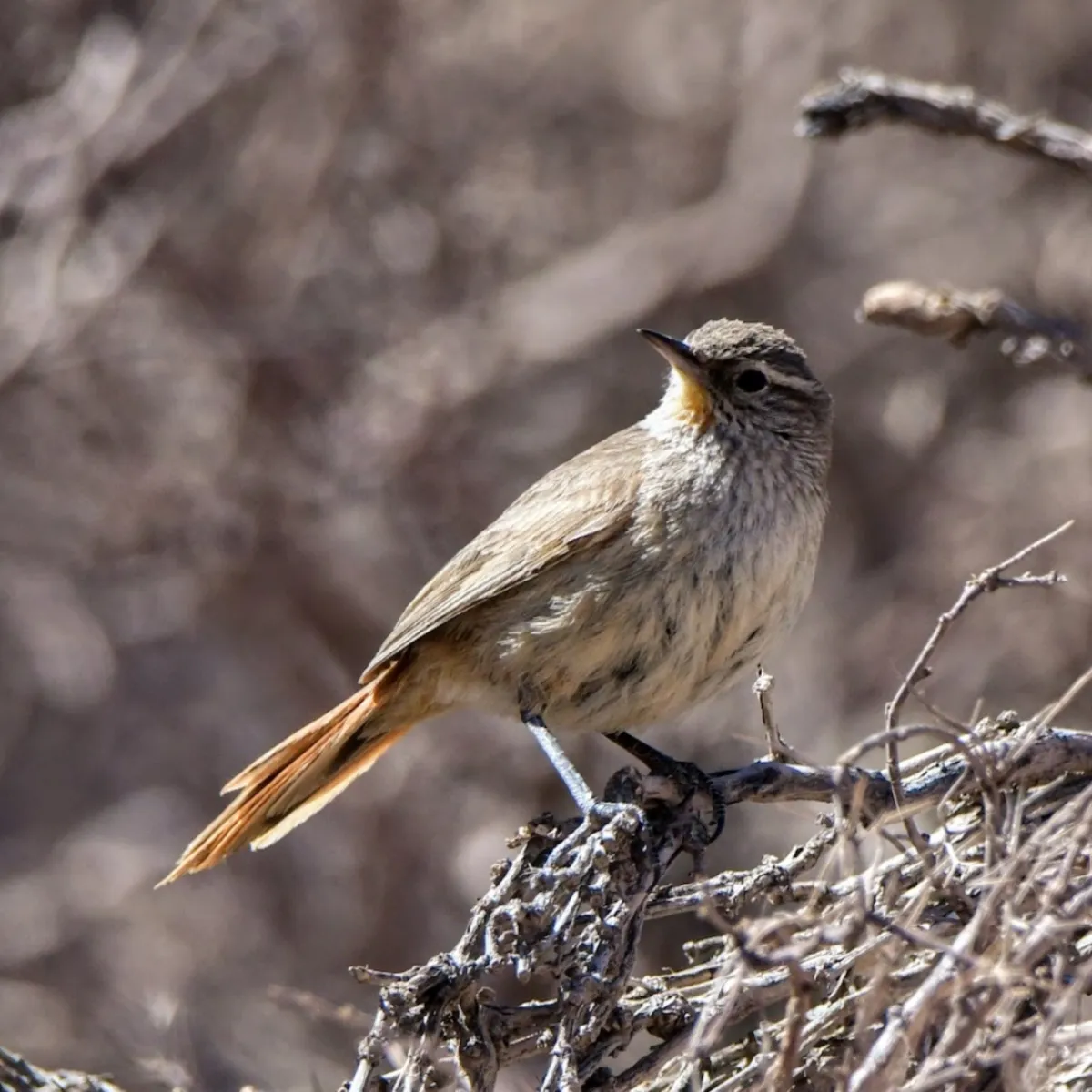 Spotted Cordilleran Canastero