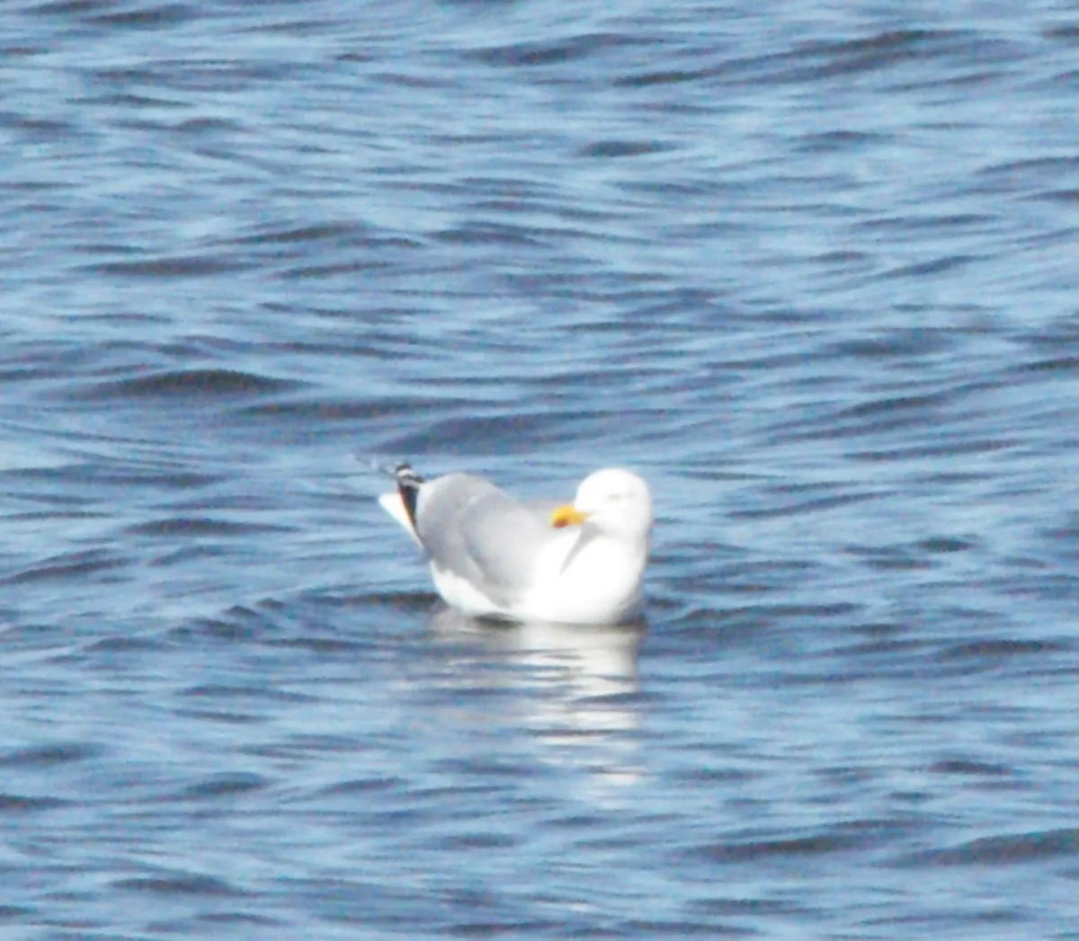 Gespotte Zilvermeeuw