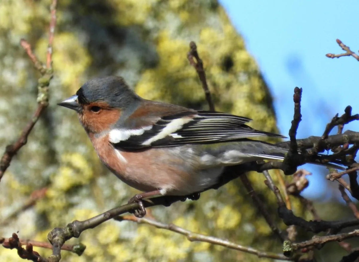 Spotted Common Chaffinch