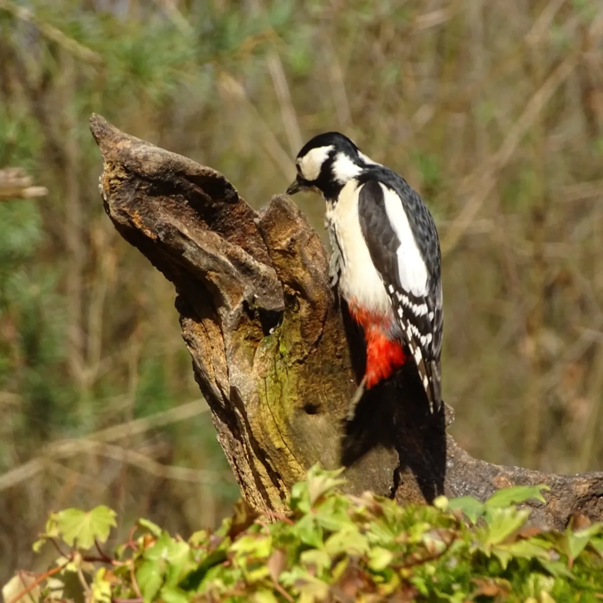 Gespotte Grote bonte specht