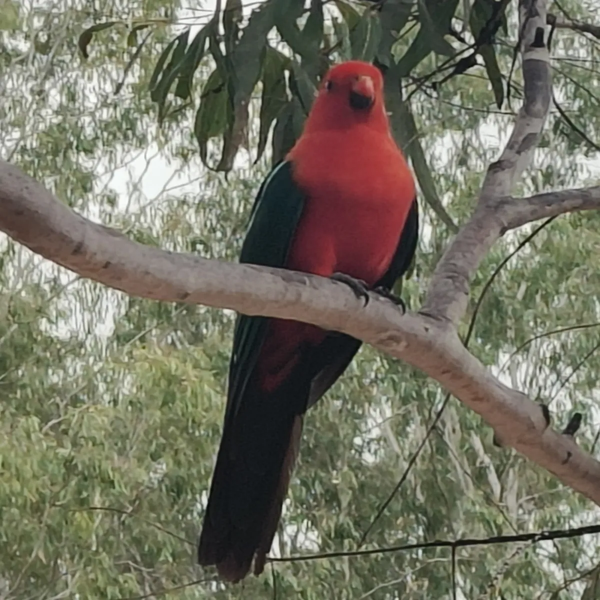 Spotted Australian King-Parrot