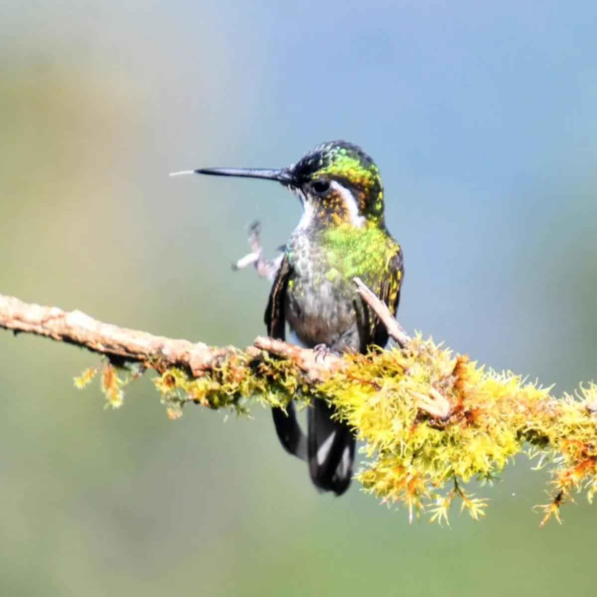 Gespotte Roodbuikjuweelkolibrie