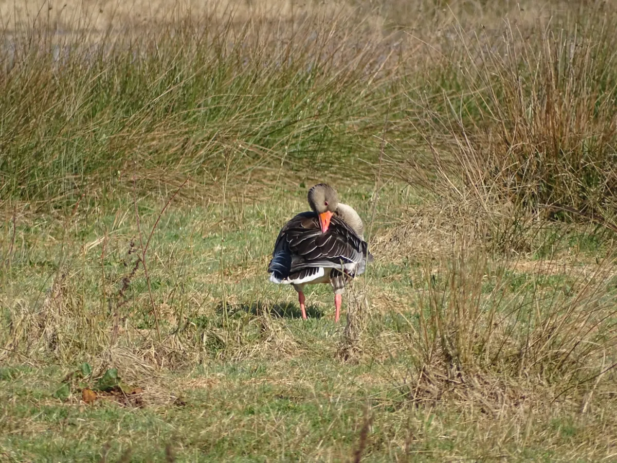 Spotted Graylag Goose