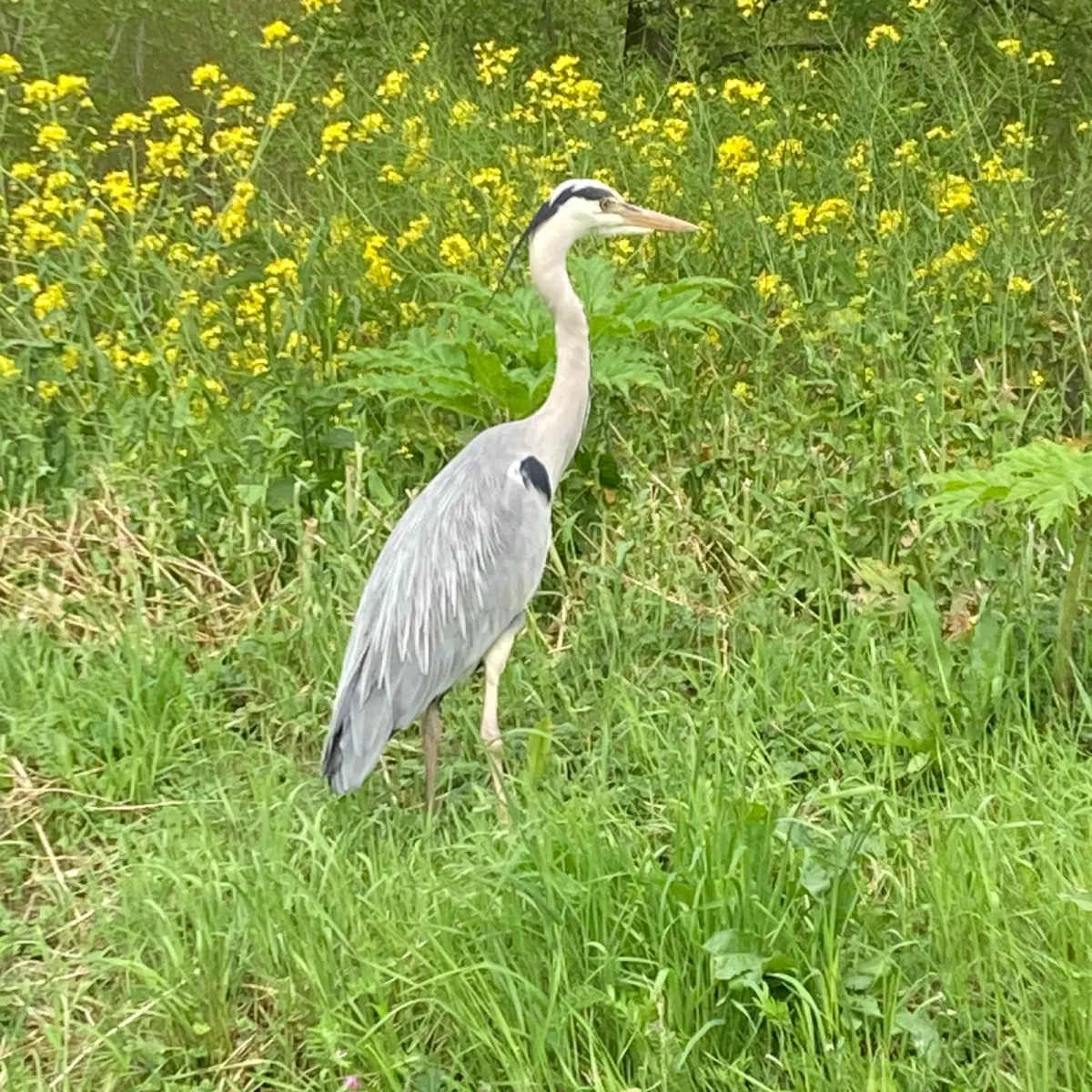 Spotted Gray Heron