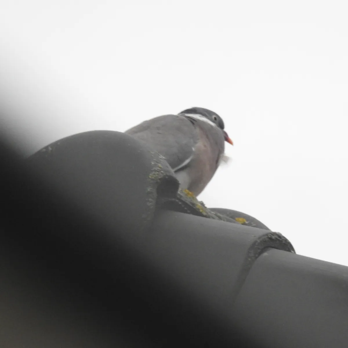 Spotted Common Wood-Pigeon