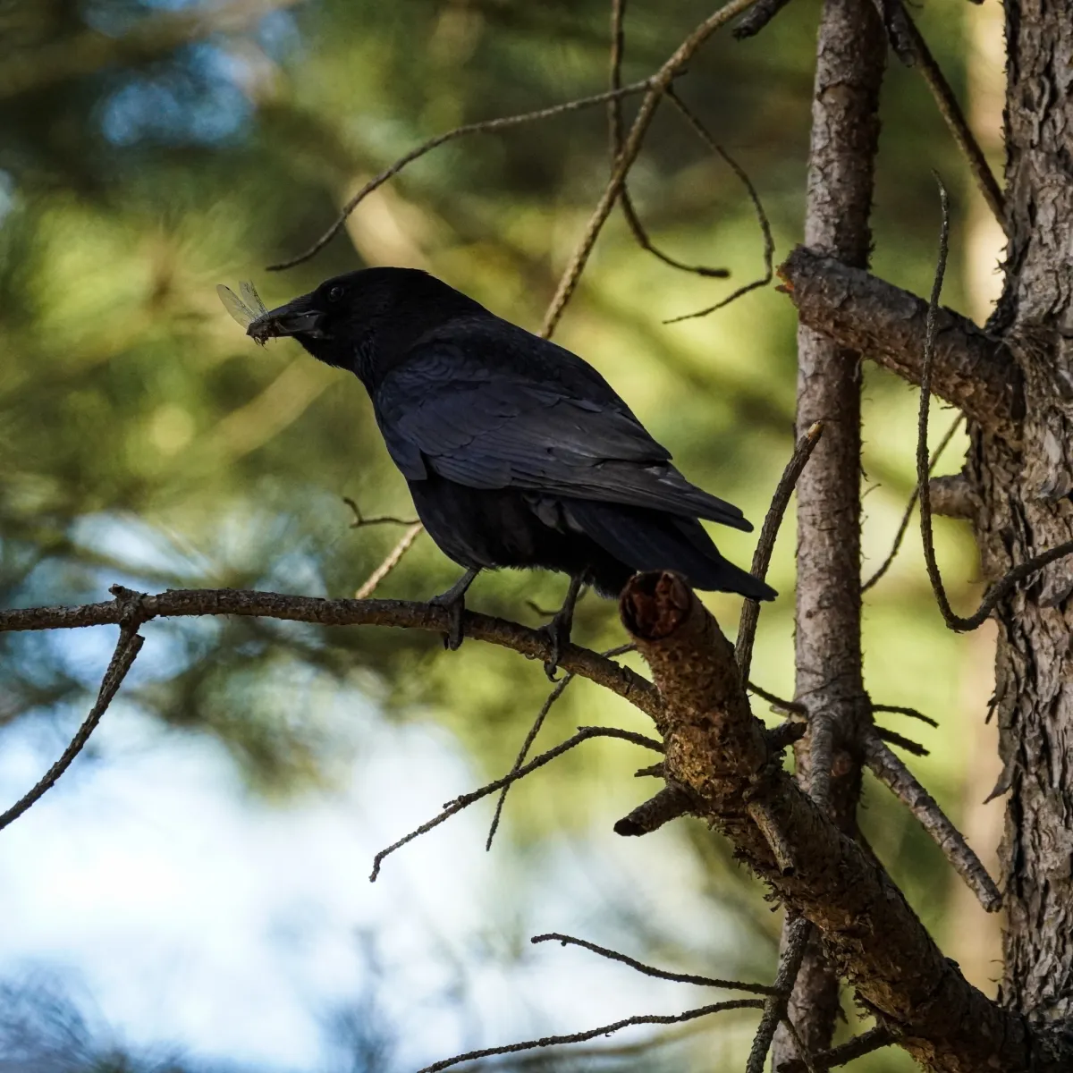 Spotted Carrion Crow