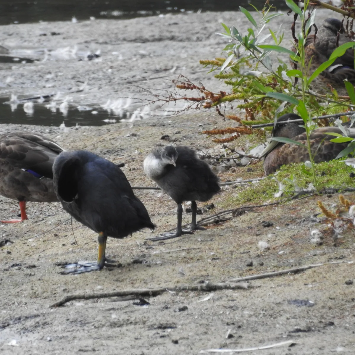 Spotted Eurasian Coot
