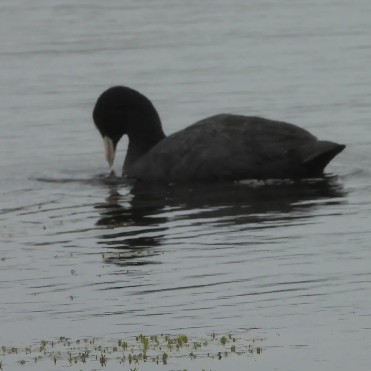 Spotted Eurasian Coot