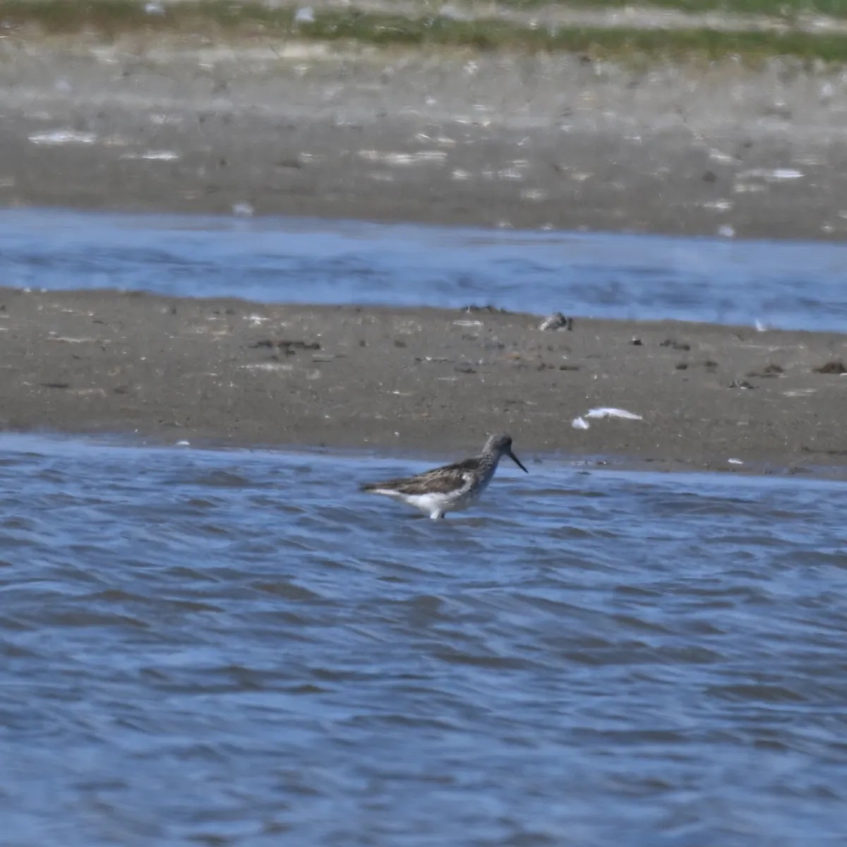 Spotted Common Greenshank