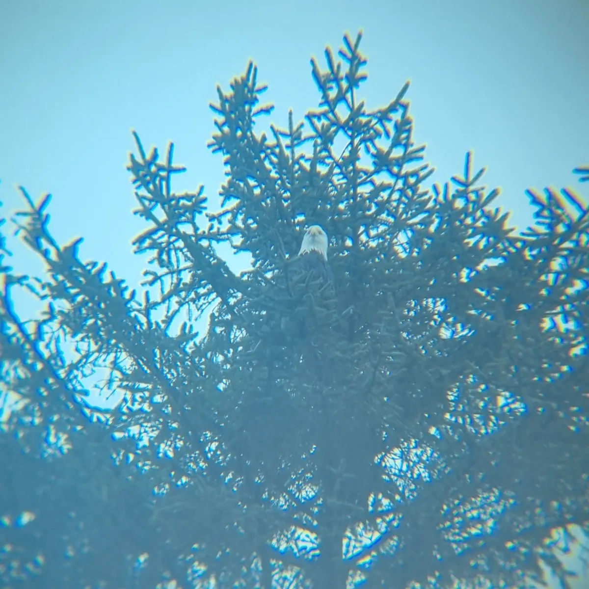 Spotted Bald Eagle