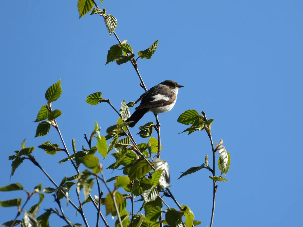 Spotted European Pied Flycatcher