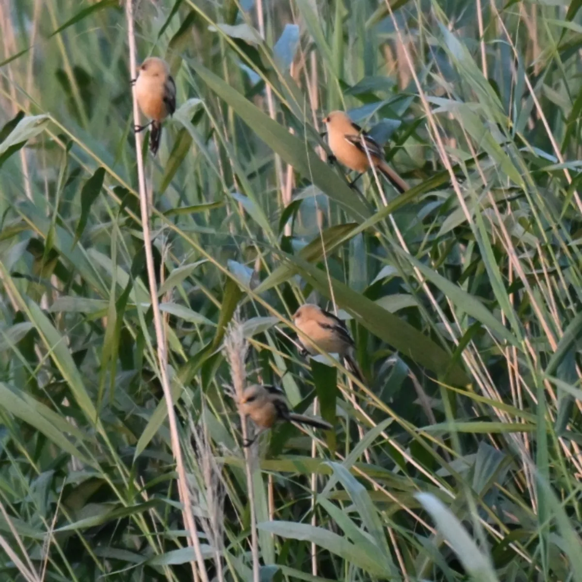 Spotted Bearded Reedling