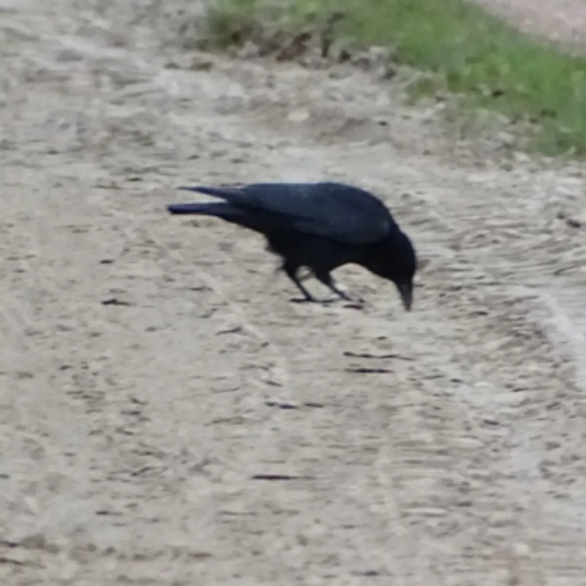 Gespotte Zwarte kraai