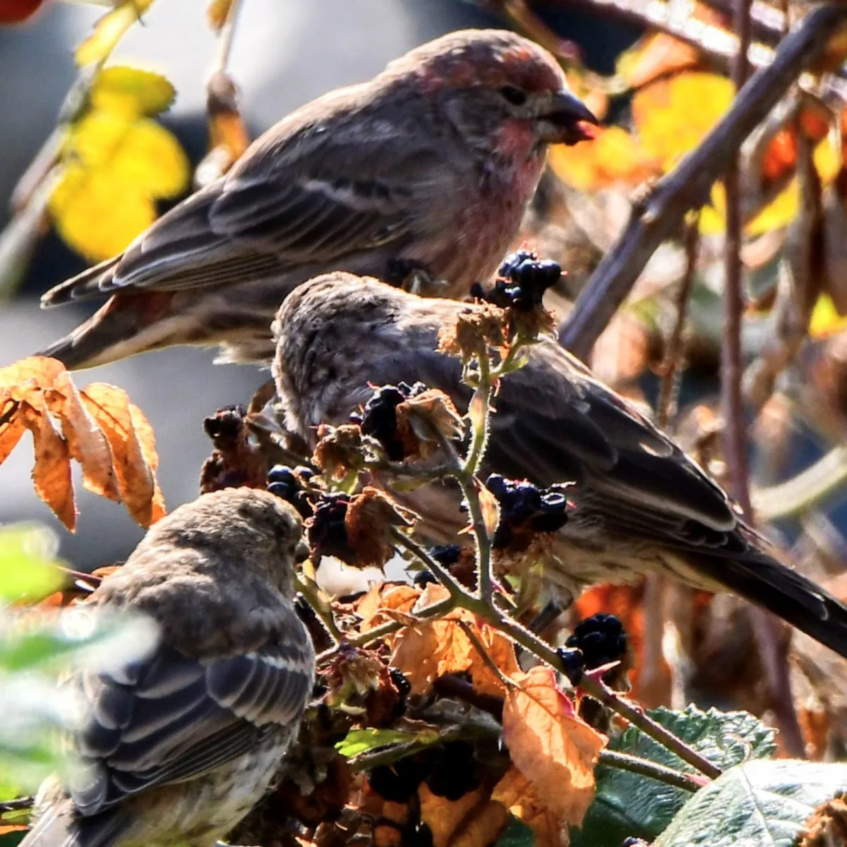 Gespotte Mexicaanse roodmus