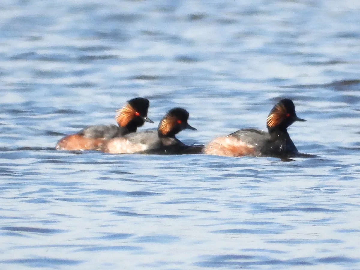 Gespotte Geoorde fuut