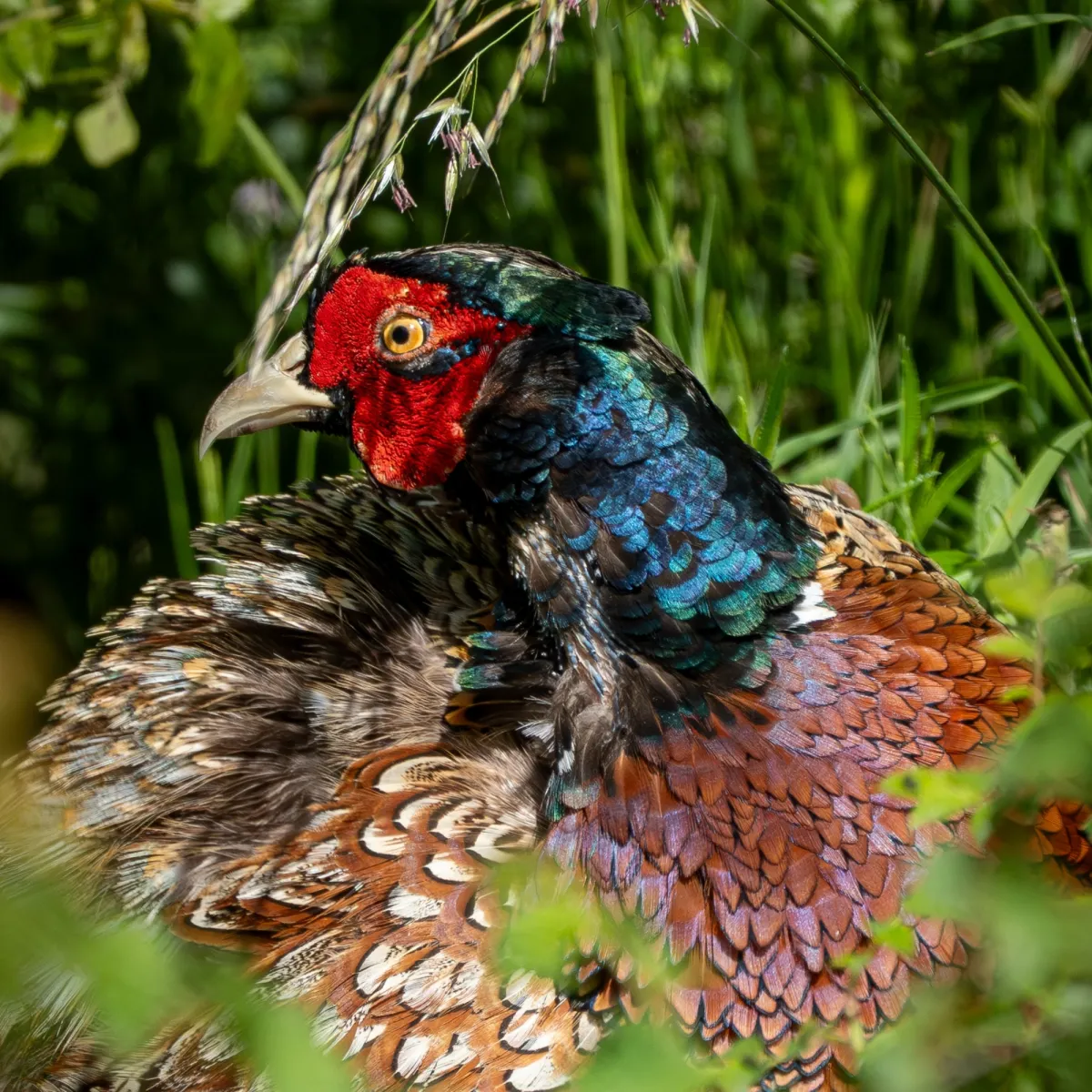 Spotted Ring-necked Pheasant