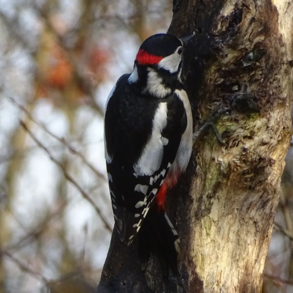 Spotted Great Spotted Woodpecker