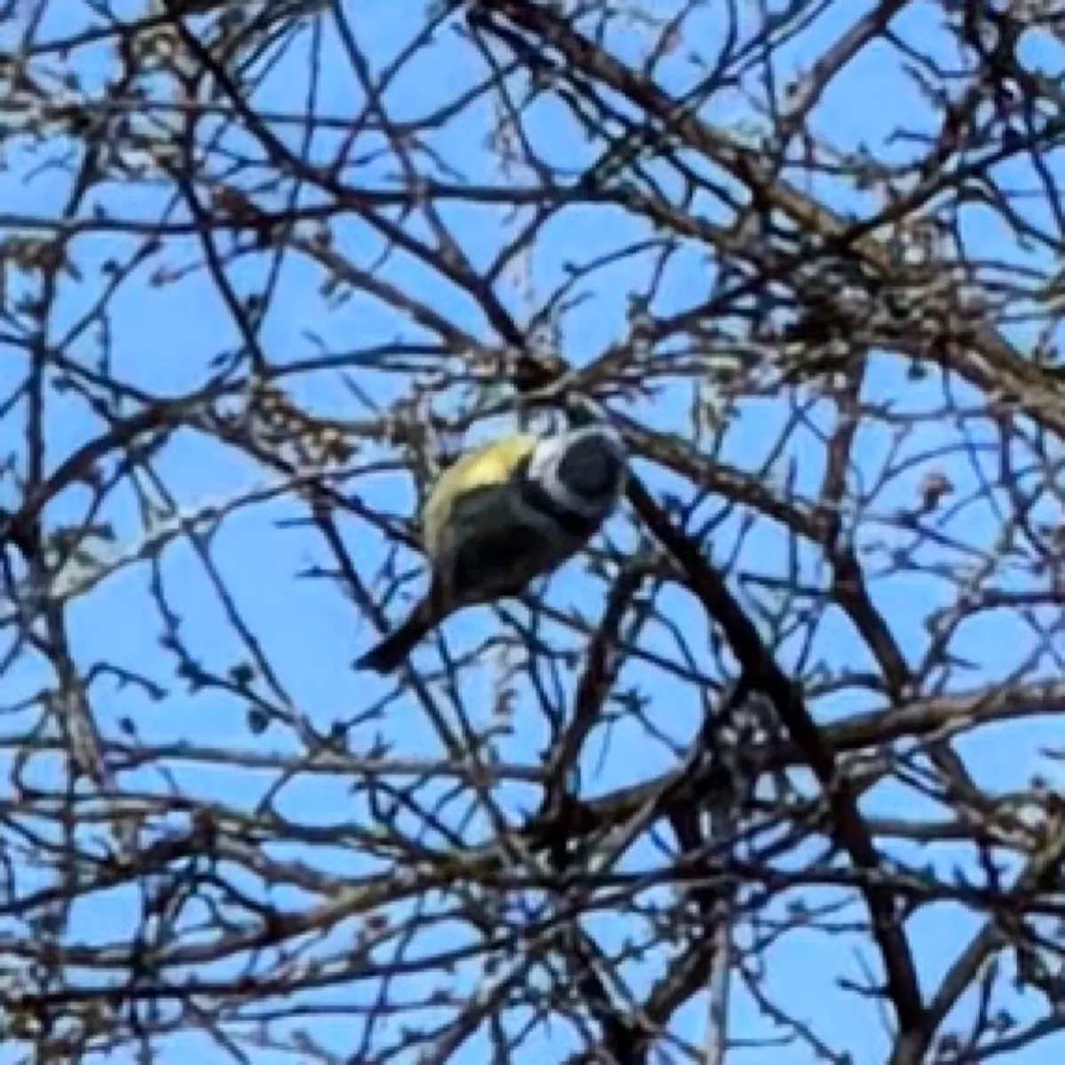 Spotted Eurasian Blue Tit