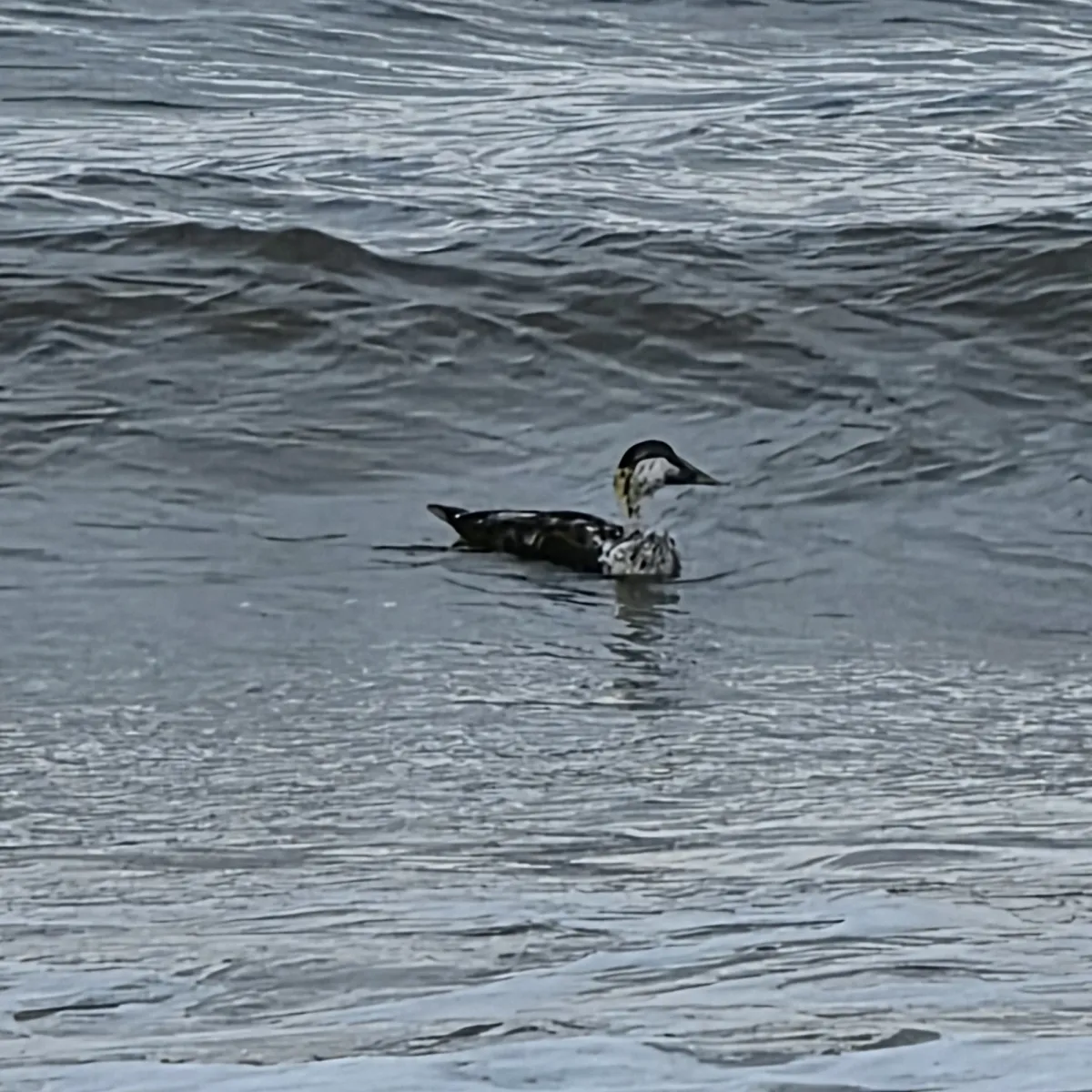 Spotted Common Eider