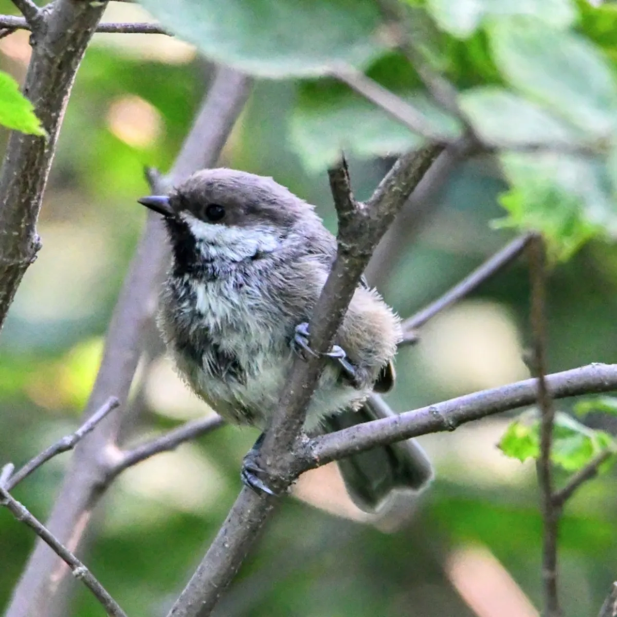 Spotted Boreal Chickadee