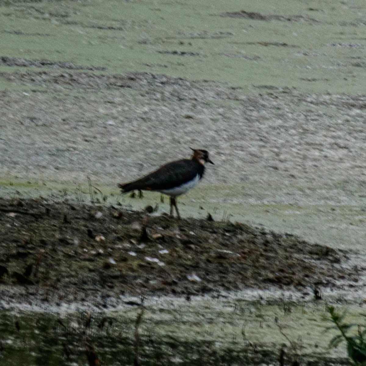 Spotted Northern Lapwing