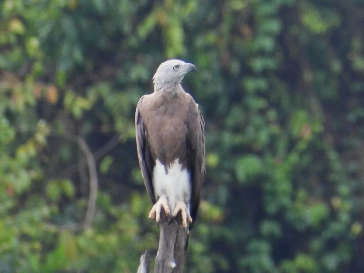 Gespotte Grote rivierarend