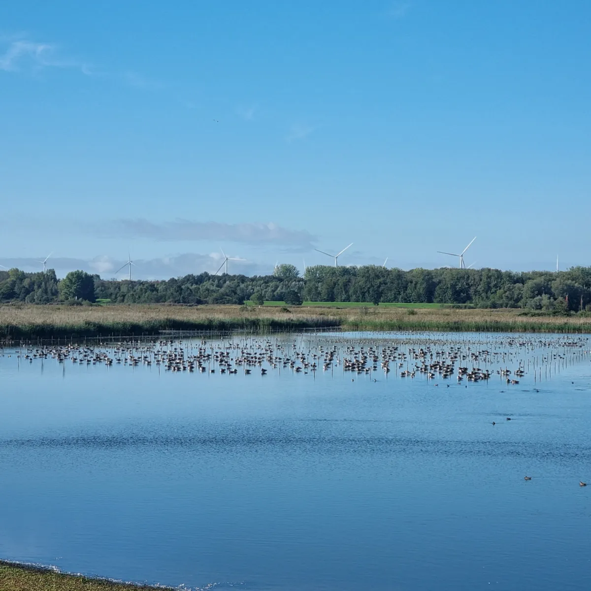 Waargenomen Grauwe gans