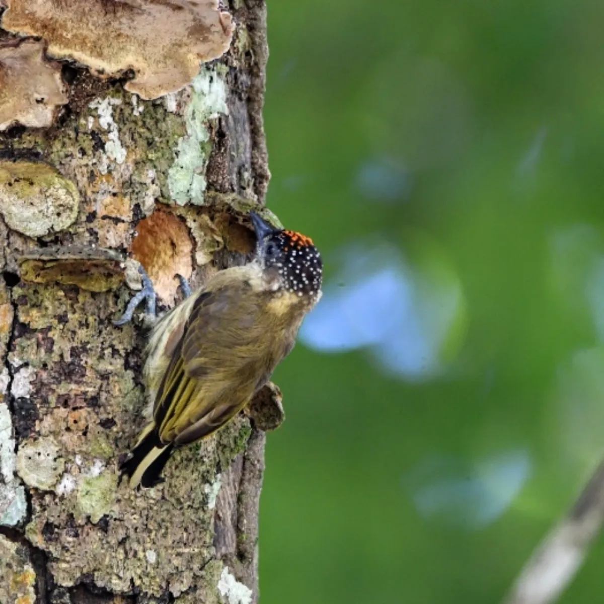 Gespotte Groenrugdwergspecht