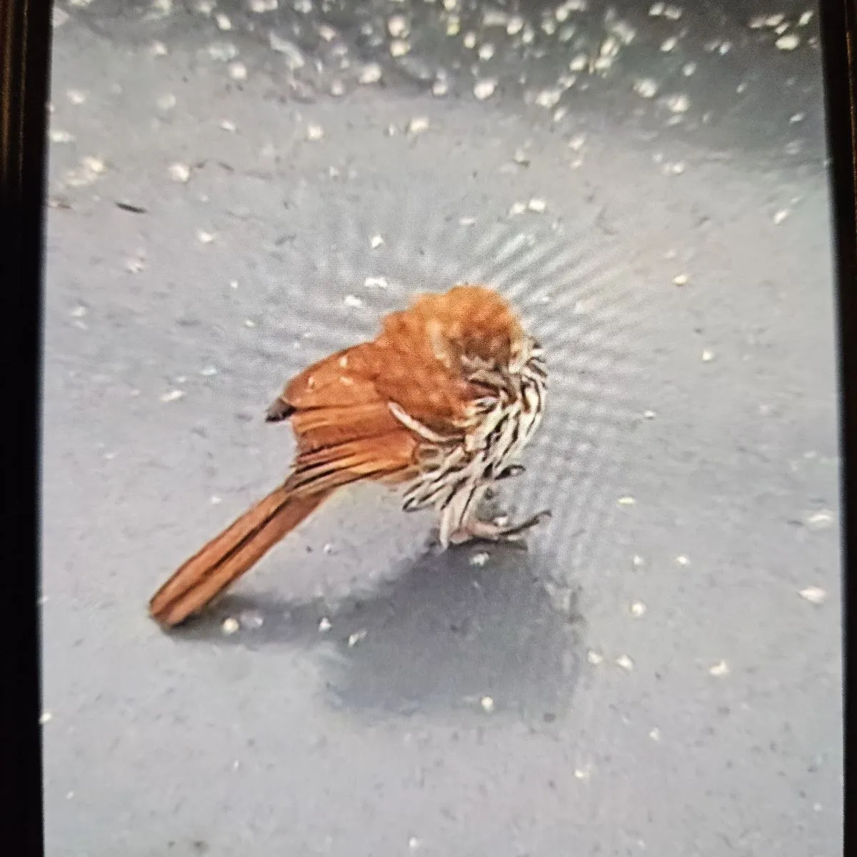 Gespotte Rosse spotlijster