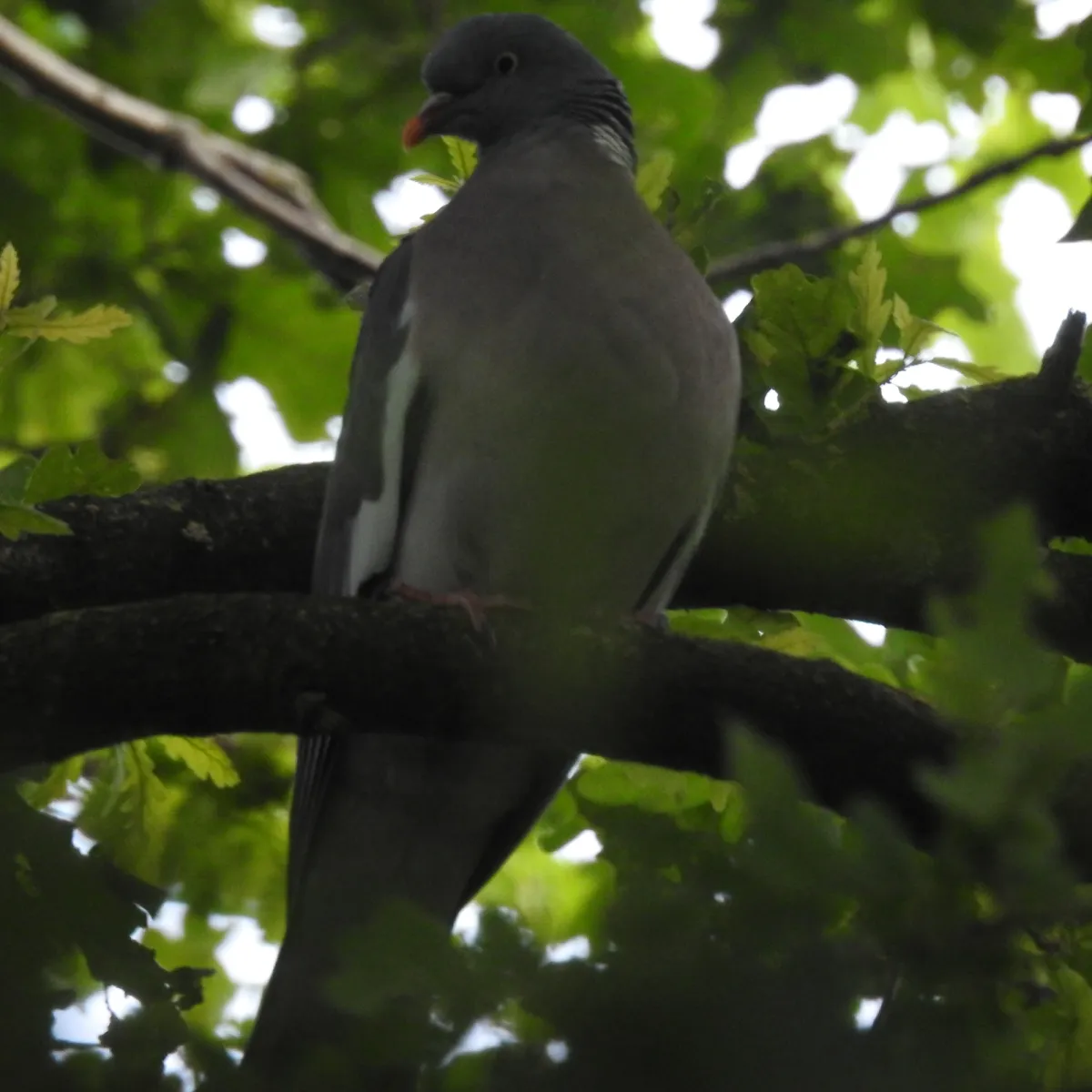 Spotted Common Wood-Pigeon
