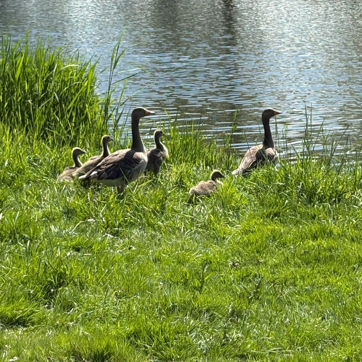 Waargenomen Grauwe gans