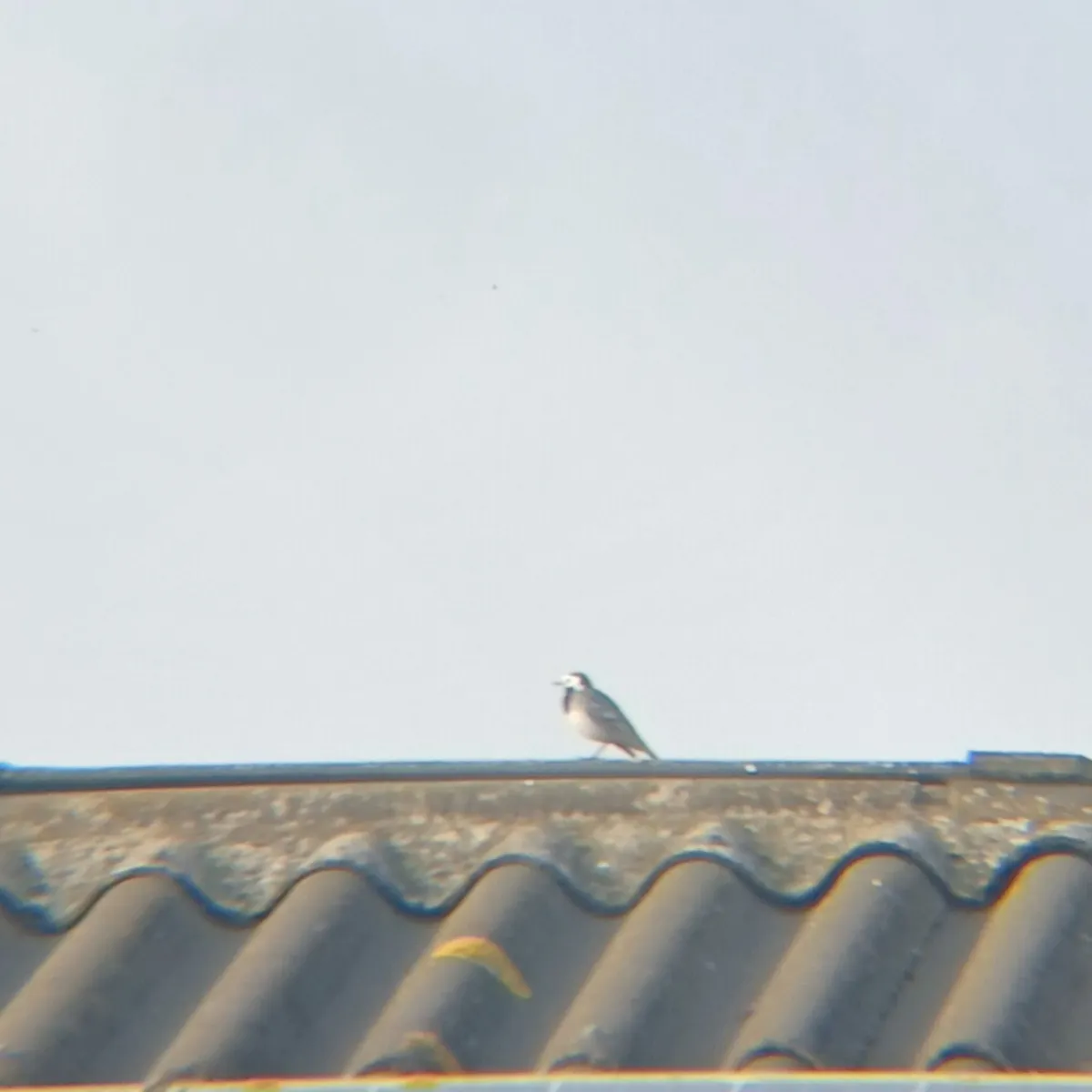 Spotted White Wagtail