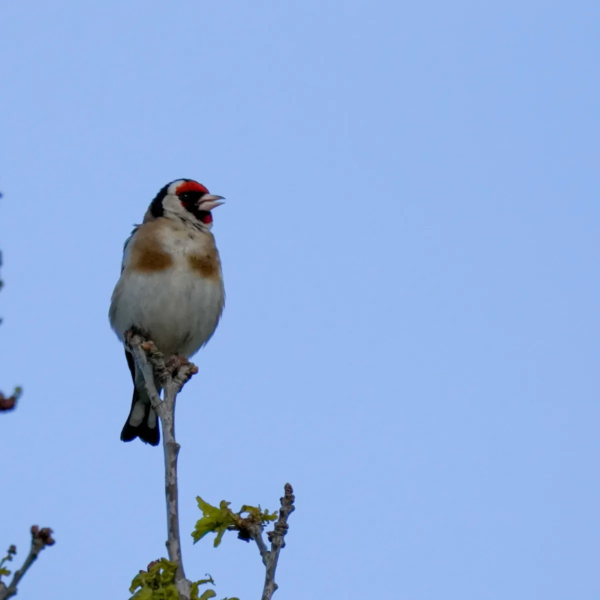 Spotted European Goldfinch