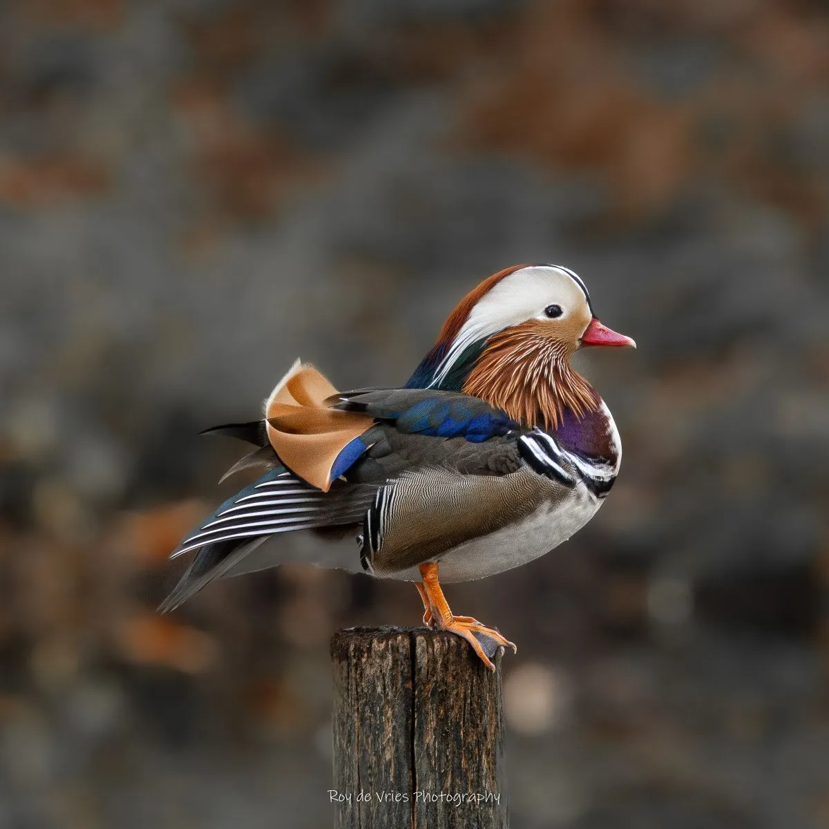 Gespotte Mandarijneend