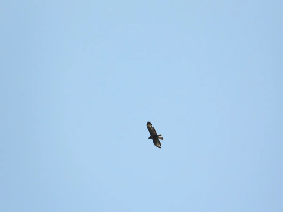 Spotted European Honey-buzzard