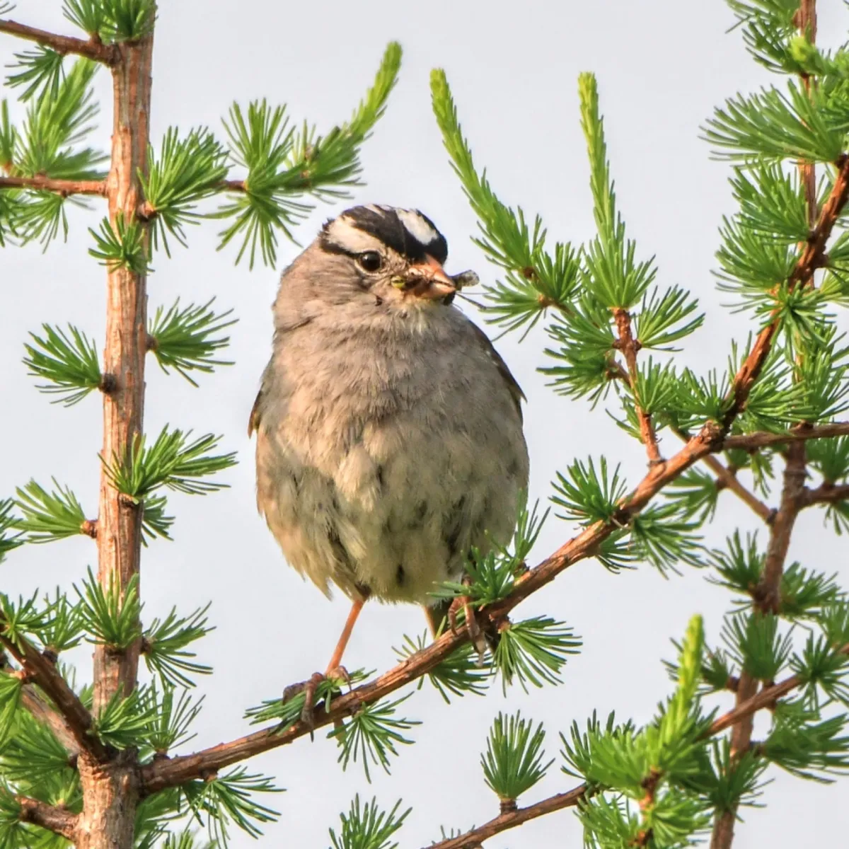 Gespotte Witkruingors