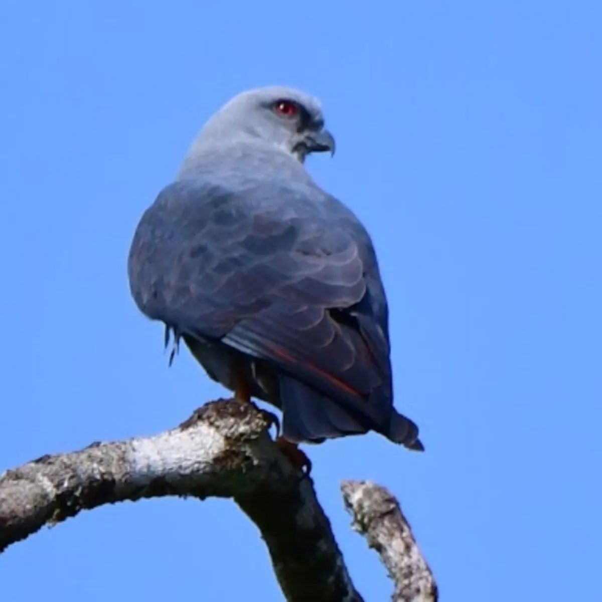 Spotted Plumbeous Kite