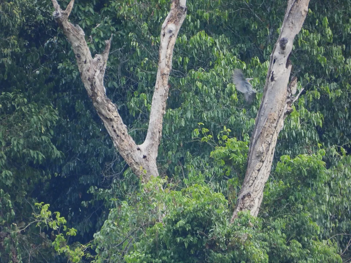 Gespotte Poederspecht