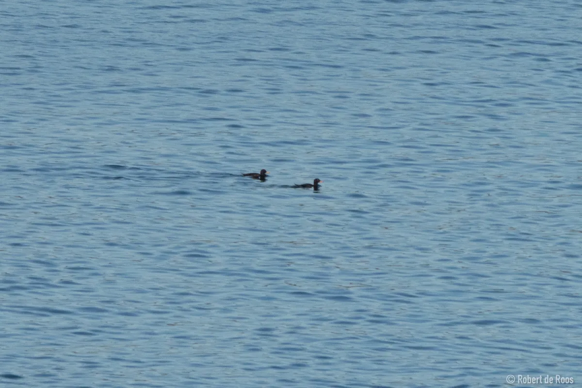 Spotted Velvet Scoter